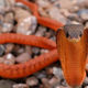 Illustration for article titled On Top of Everything Else, Snakes Can Spray Stink On You
